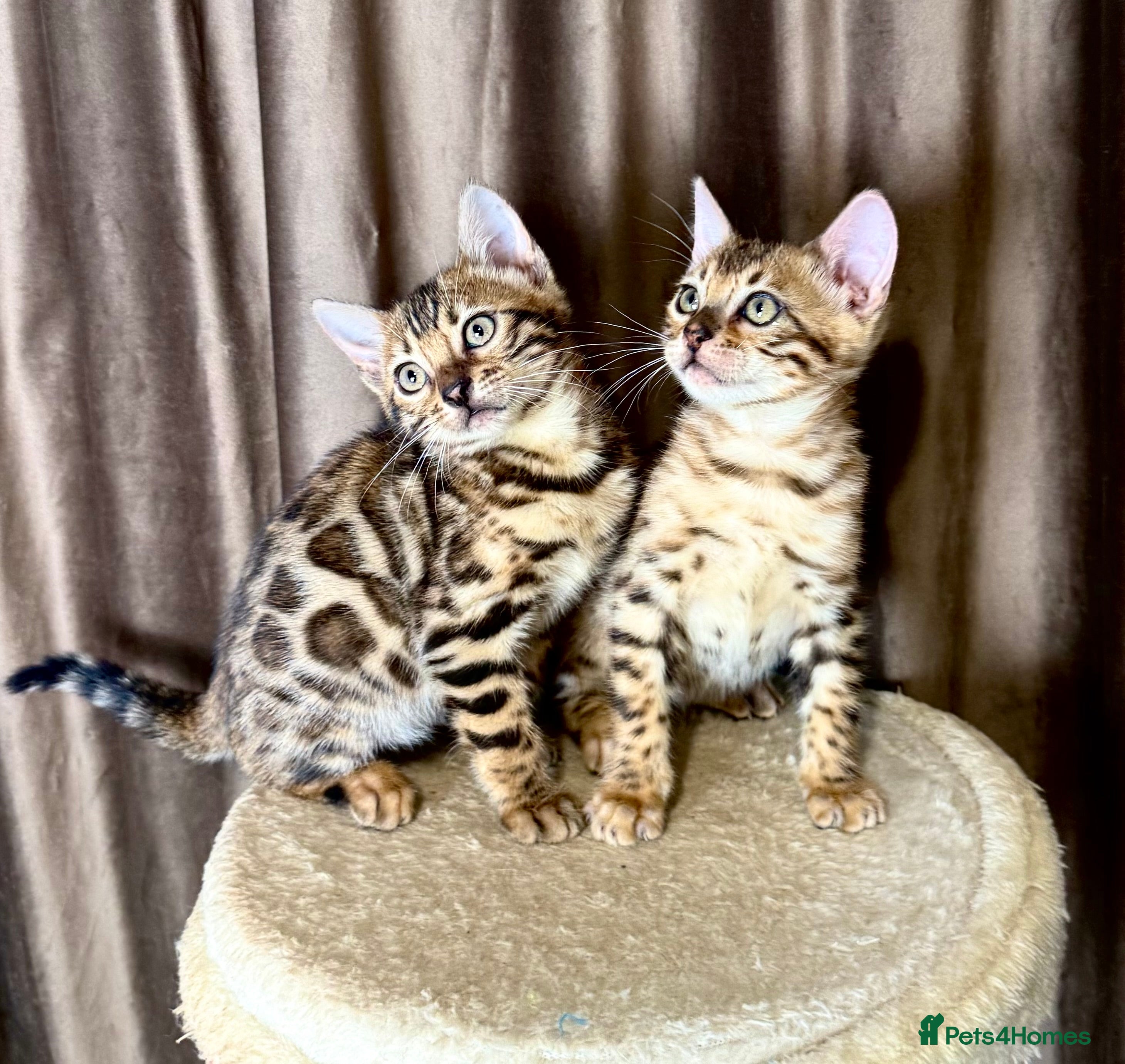 Bengal cats Adorable bengal kittens - Advert 13