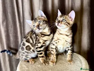 Bengal cats Adorable bengal kittens - Advert 13
