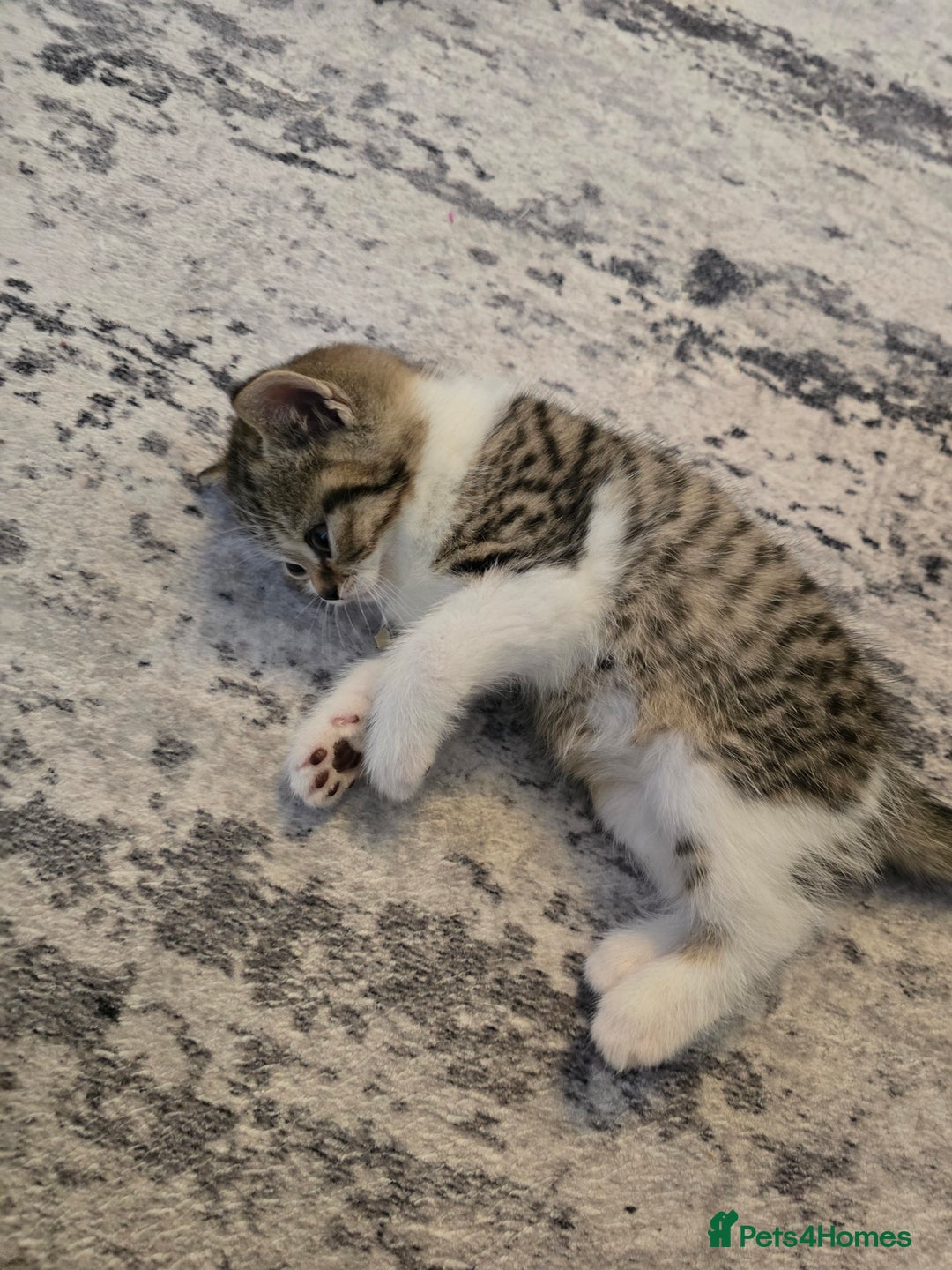 British Shorthair cats for sale: ASH-Male British Shorthair - Advert 9