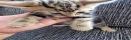 Mixed Breed cats for sale: Kittens ready to go in Birmingham - Advert 3