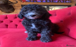 Bernedoodle dogs for sale: F1 Bernedoodle 2 Standard girls  - Image 2
