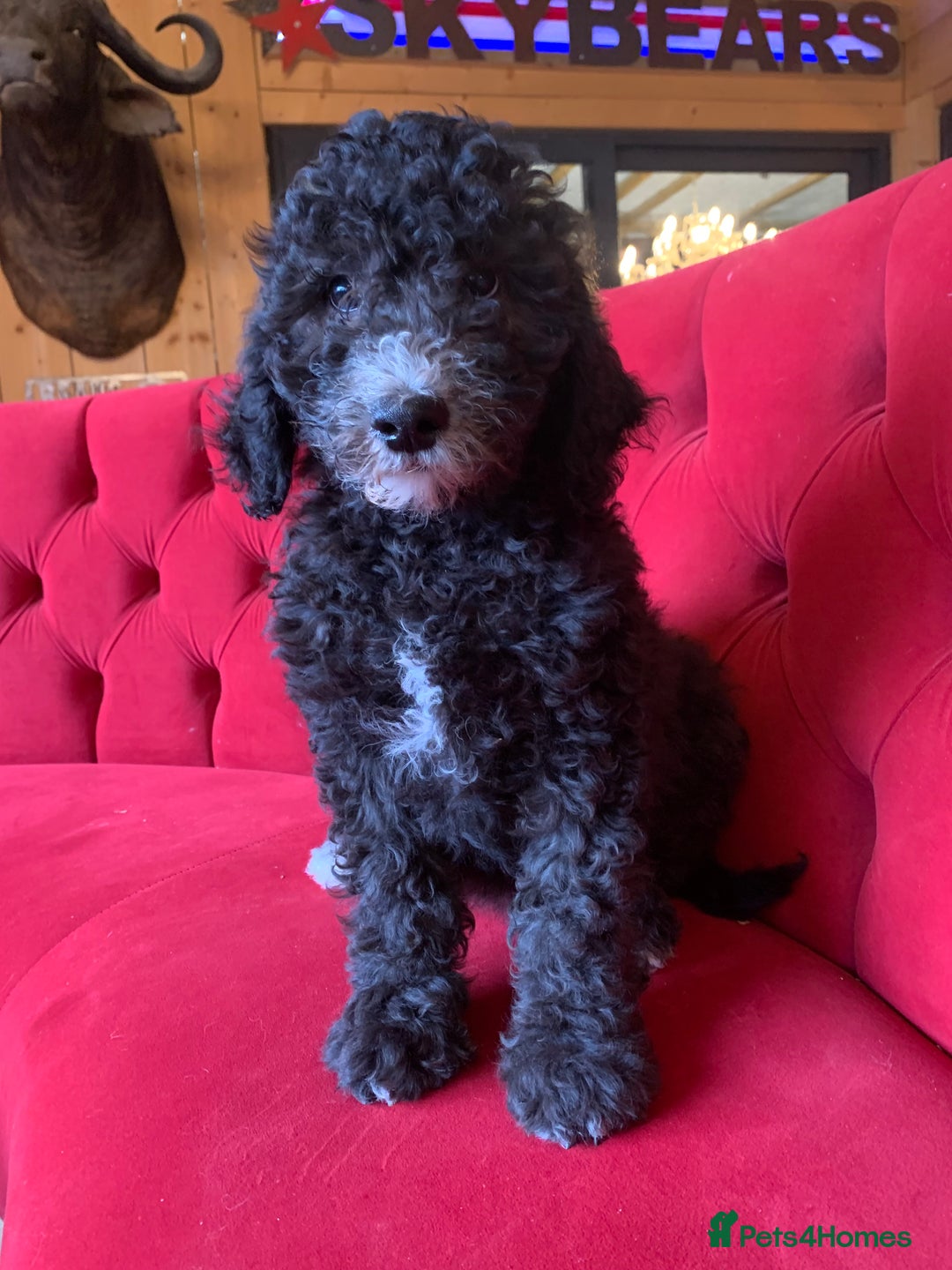 Bernedoodle dogs for sale: F1 Bernedoodle 2 Standard girls  - Image 2
