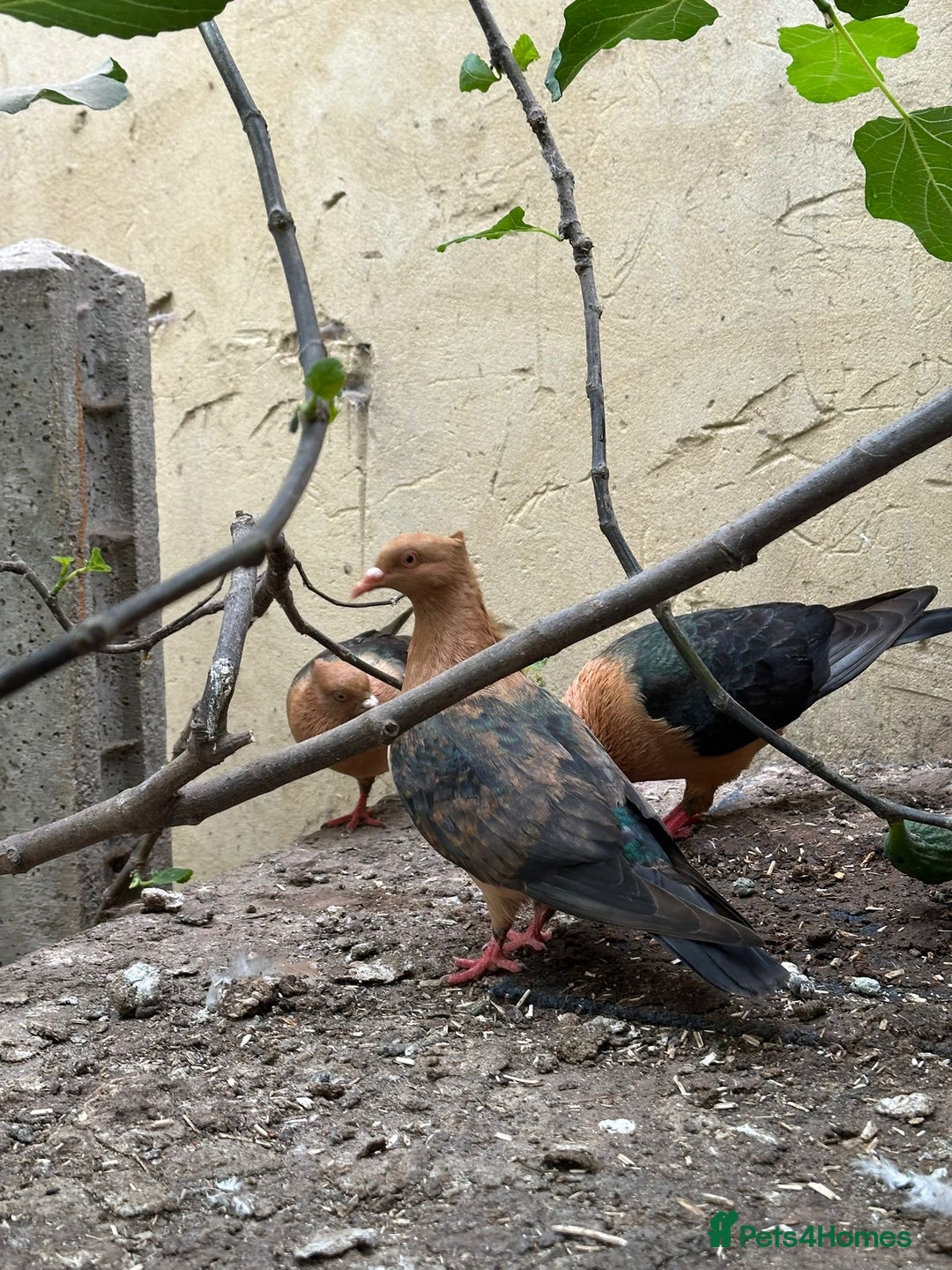 Pigeons birds for sale: Male Archangel pigeon  - Advert 1