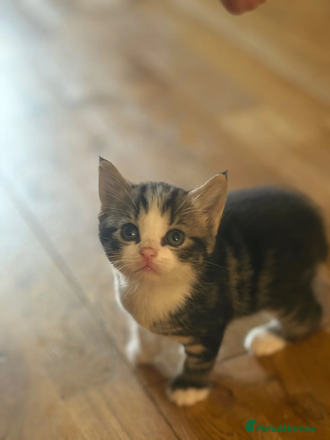 British Shorthair cats for sale: Gorgeous tabby kittens - Advert 2