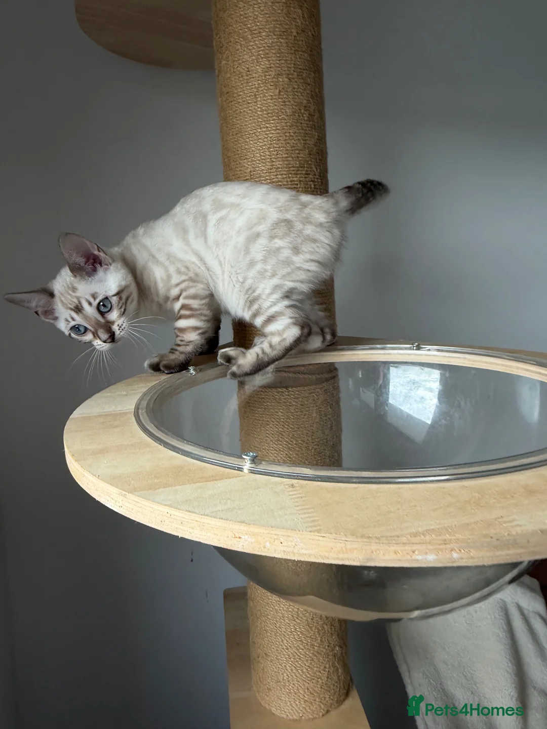 Bengal cats for sale: Pedigree, Super socialised Bengal Kittens - Advert 1