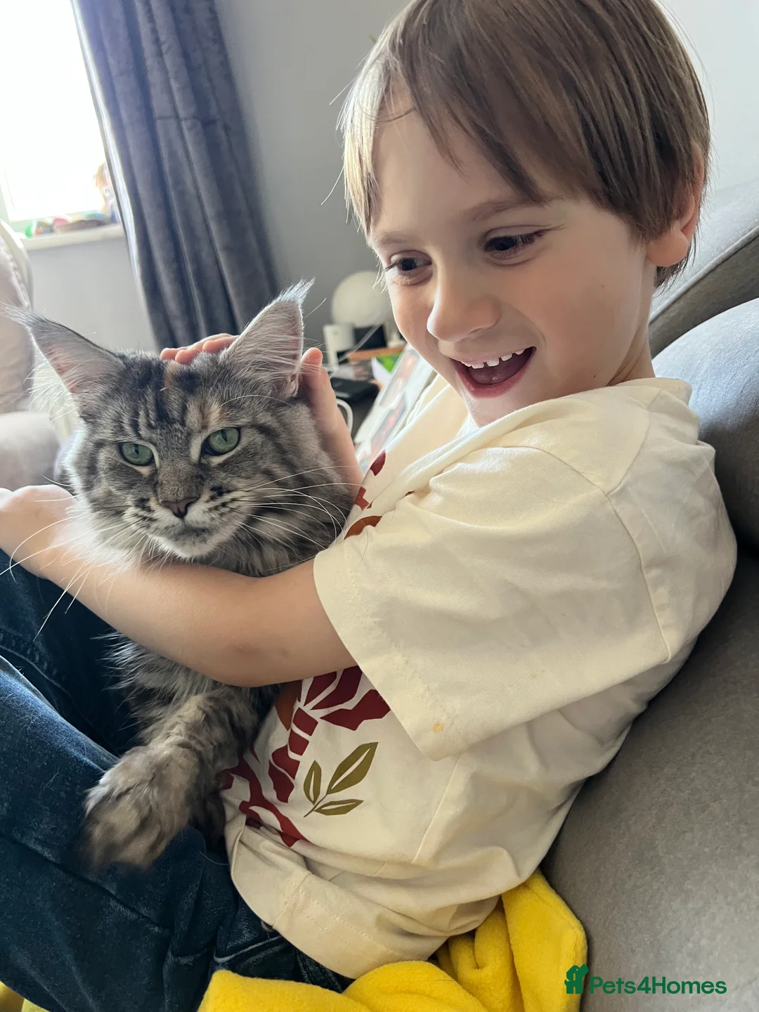 Maine Coon cats for sale: Register Maine Coon Kittens  - Advert 1