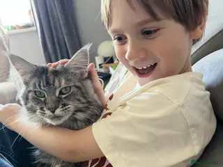 Maine Coon cats Maine Coon - Advert 1