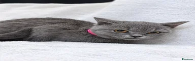 Pink collared female 