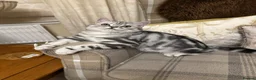 British Shorthair cats for sale: Pedigree Silver tabby British shorthair kittens  - Advert 6