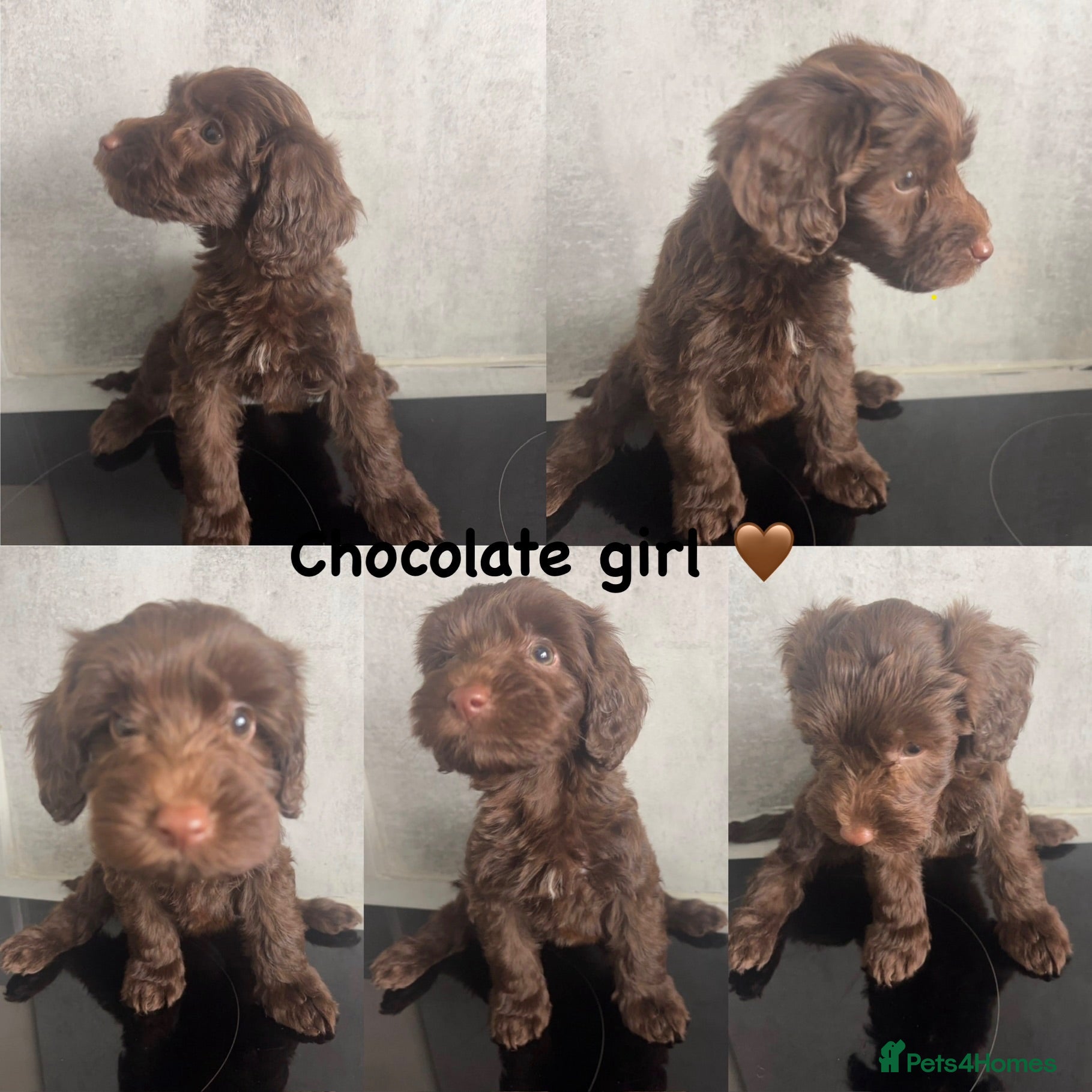 Cockapoo dogs Ready tomorrow- beautiful cockapoo puppies - Advert 9