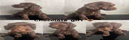 Cockapoo dogs for sale: *READY NOW* - 4 left - cockapoo puppies - Advert 6