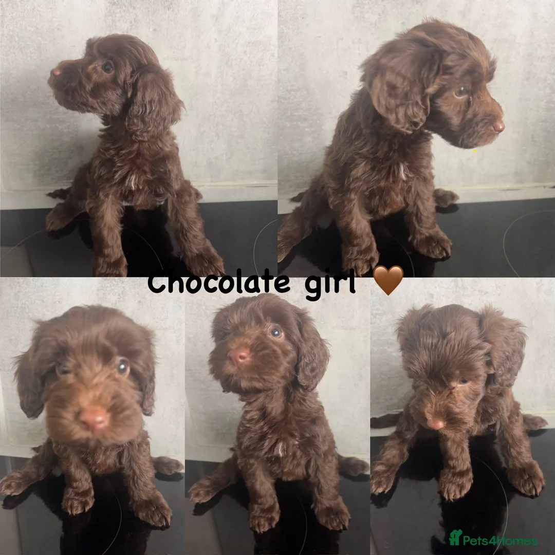 Cockapoo dogs for sale: Ready tomorrow- beautiful cockapoo puppies - Advert 1