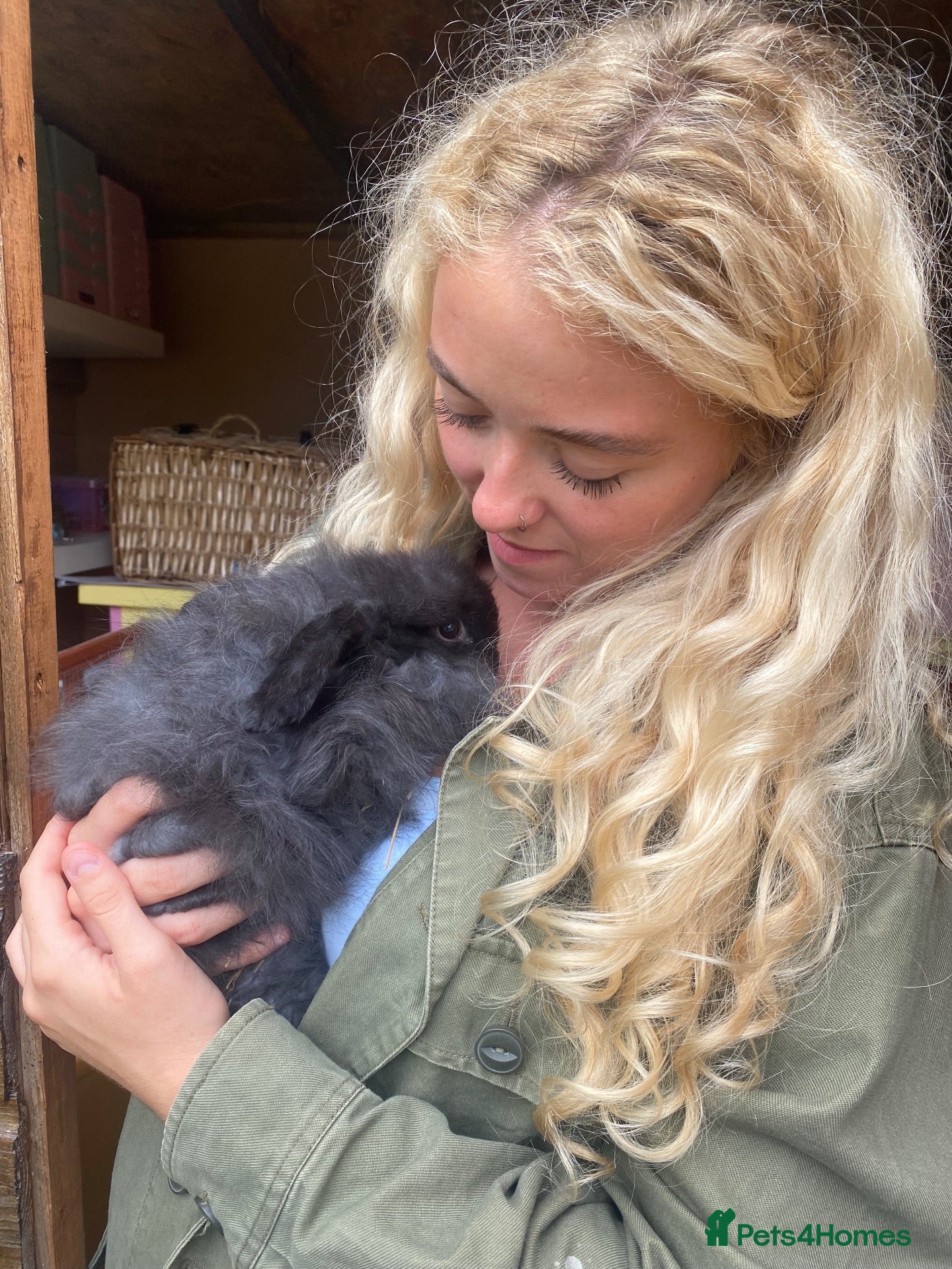 Mini Lop rabbits Super Fluffy Friendly Pure Bred Mini Lop - Advert 14