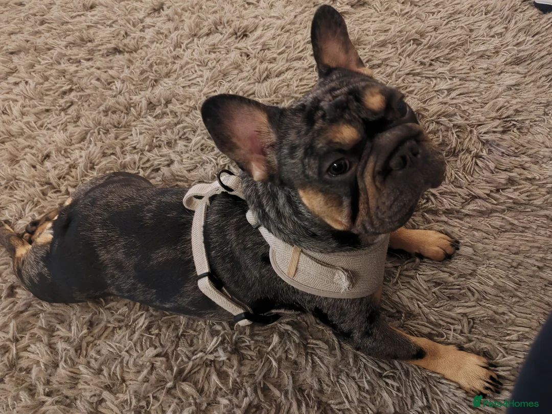 French Bulldog dogs for sale: Loving Home Needed – 2 Year Old French Bulldog in Rochester - Advert 8