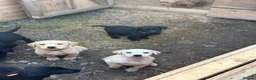 Labrador Retriever dogs for sale: Labrador Puppies - Advert 7