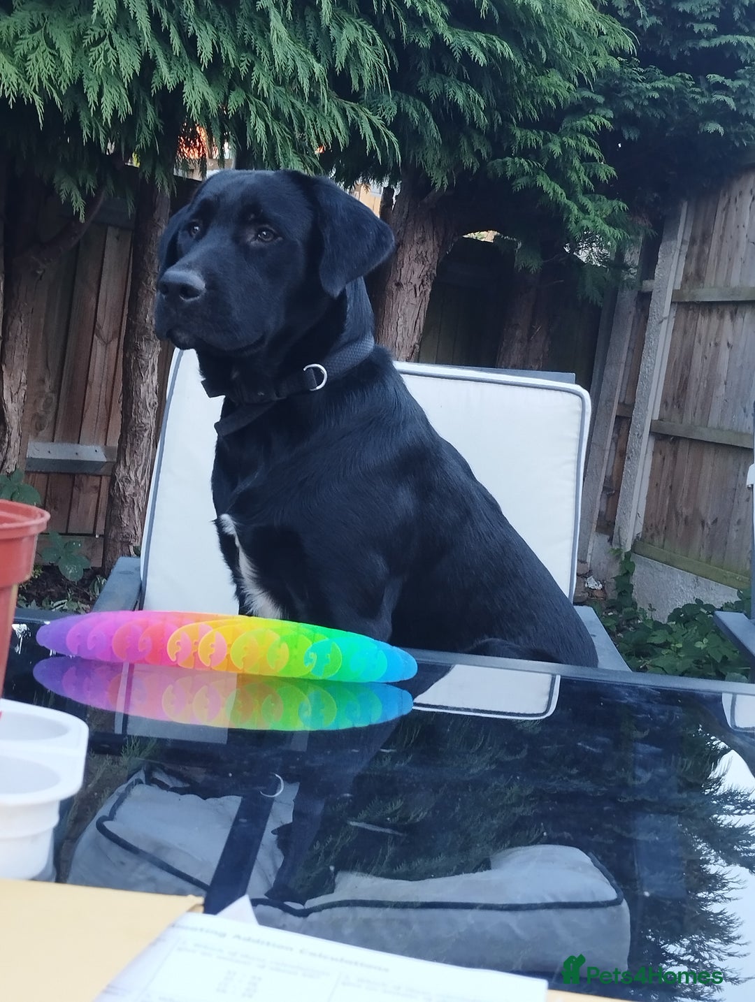 Mixed Breed dogs for sale: Male Labrador cross - Advert 1