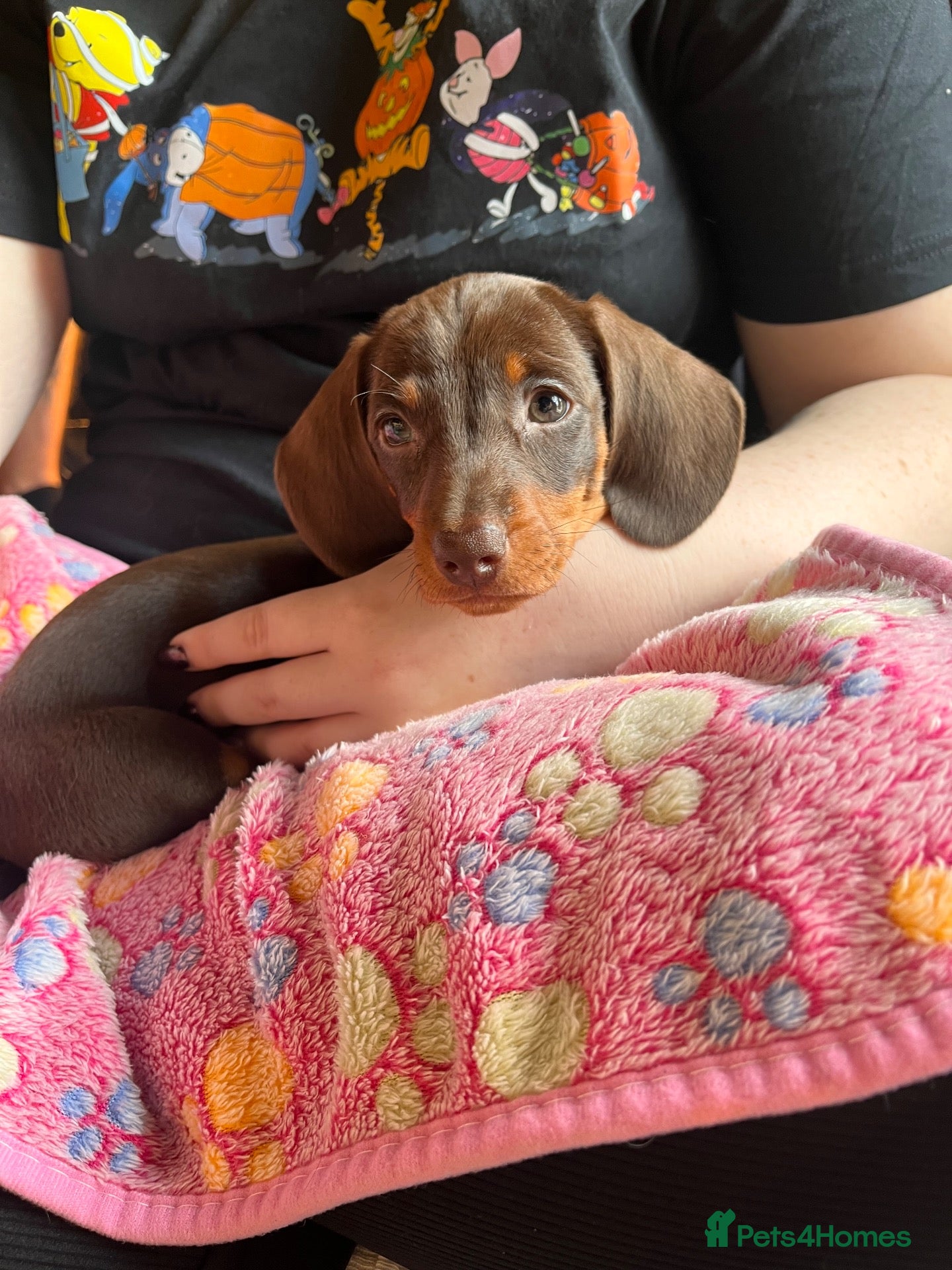 Miniature Dachshund dogs  🍫 Beautiful Chocolate & Tan Mini Dachshunds  - Advert 1