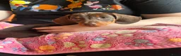 Miniature Dachshund dogs for sale:  🍫 2 Boys Left !! Chocolate & Tan Dachshunds  - Advert 1