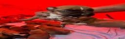 Boxer dogs for sale: Stunning boxer puppies available for forever homes - Advert 18