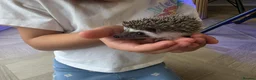 Pygmy Hedgehog rodents for sale: Male african pigmy hedgehog  - Advert 4