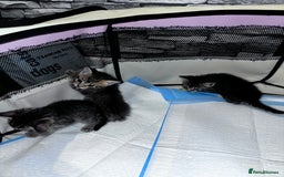 Mixed Breed cats for sale: 5 beautiful tabby kittens - Image 7