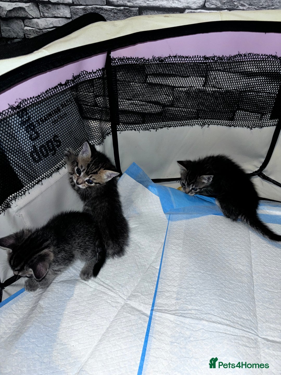 Mixed Breed cats for sale: 5 beautiful tabby kittens - Image 7