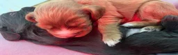 Cocker Spaniel dogs for sale: Kc registered working cocker spaniel puppies - Advert 2