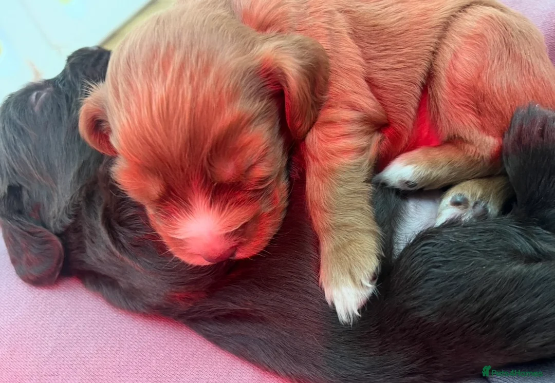 Cocker Spaniel dogs for sale: Kc registered working cocker spaniel puppies - Advert 2
