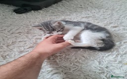 Mixed Breed cats for sale: Beautiful fluffy kittens - Image 7