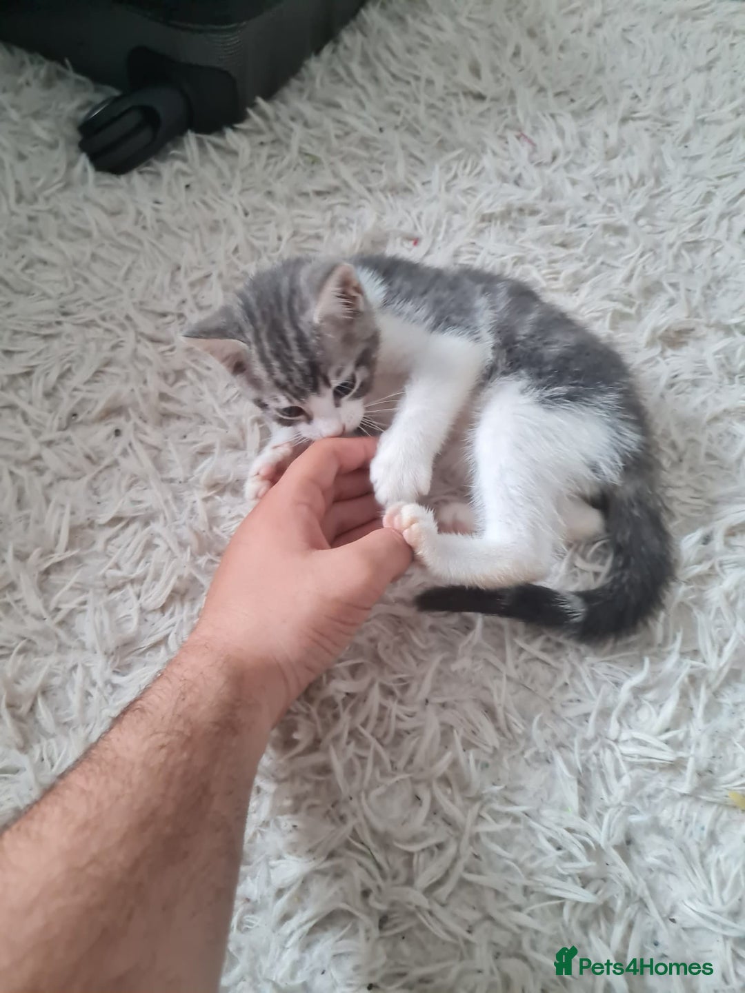 Mixed Breed cats for sale: Beautiful fluffy kittens - Image 7