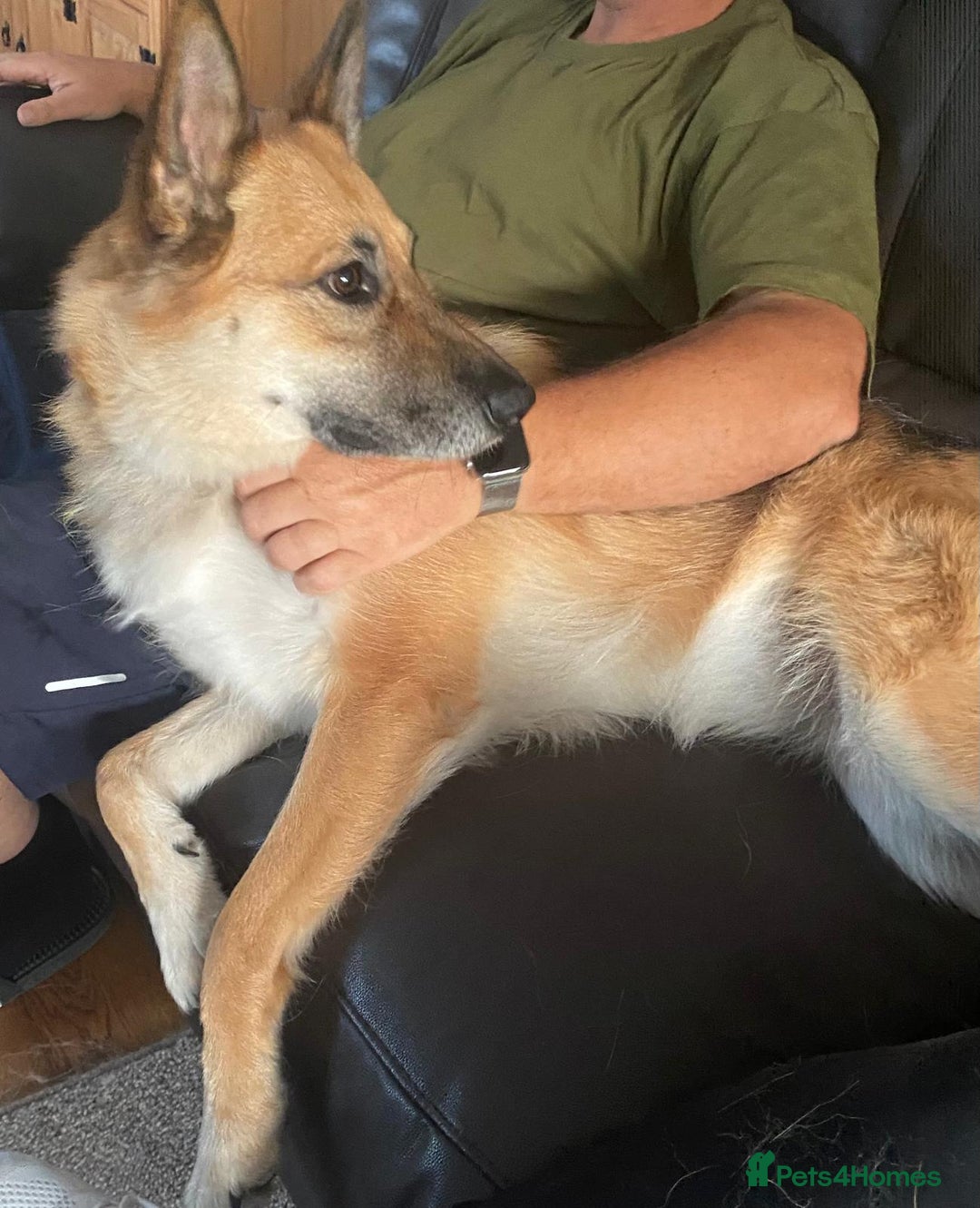 Mixed Breed dogs for adoption: ❤️🐶 LEIA- amazing 5 year-old GSD girl❤️🐶  - Image 16