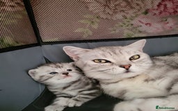 British Shorthair cats for sale: British Shorthair Silver Tabby  - Image 15
