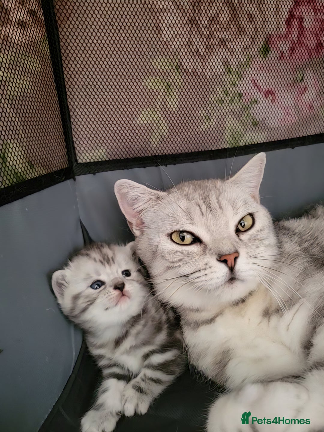 British Shorthair cats for sale: British Shorthair Silver Tabby  - Image 15