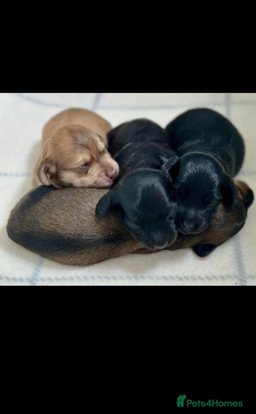 Miniature Dachshund dogs for sale: Stunning Litter of Mniature Dachshund Puppies - Advert 12
