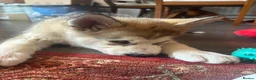 Alaskan Malamute dogs for sale: Female pure Alaskan Malamutes  - Advert 10