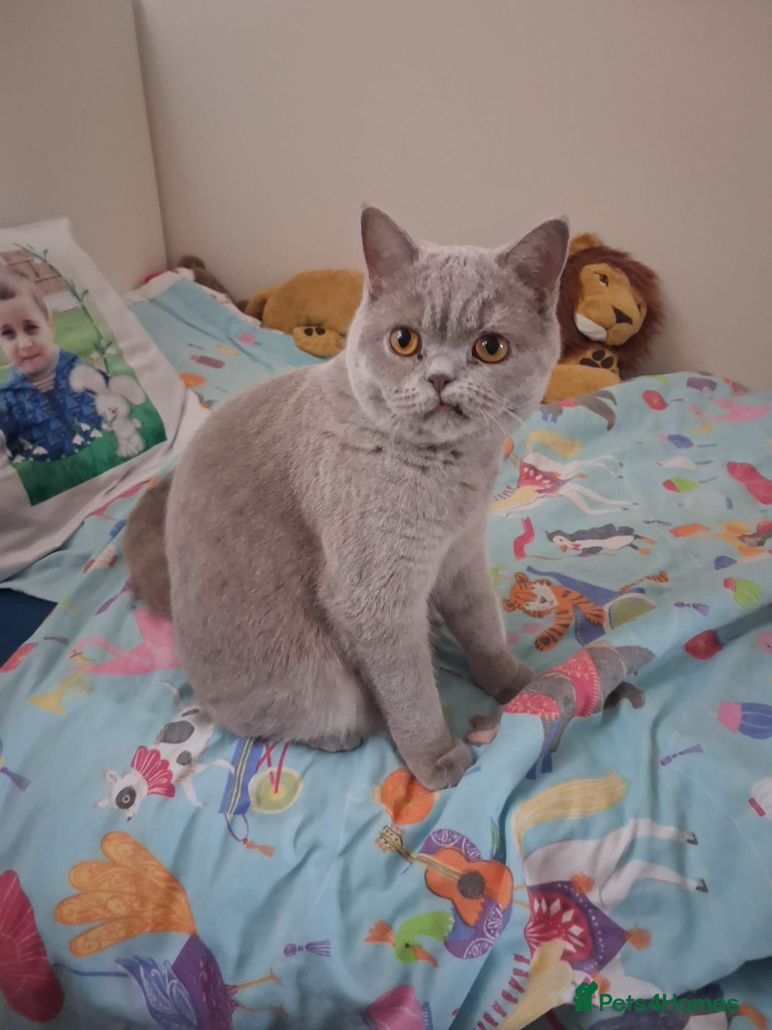 British Shorthair cats British shorthair cream - Advert 8