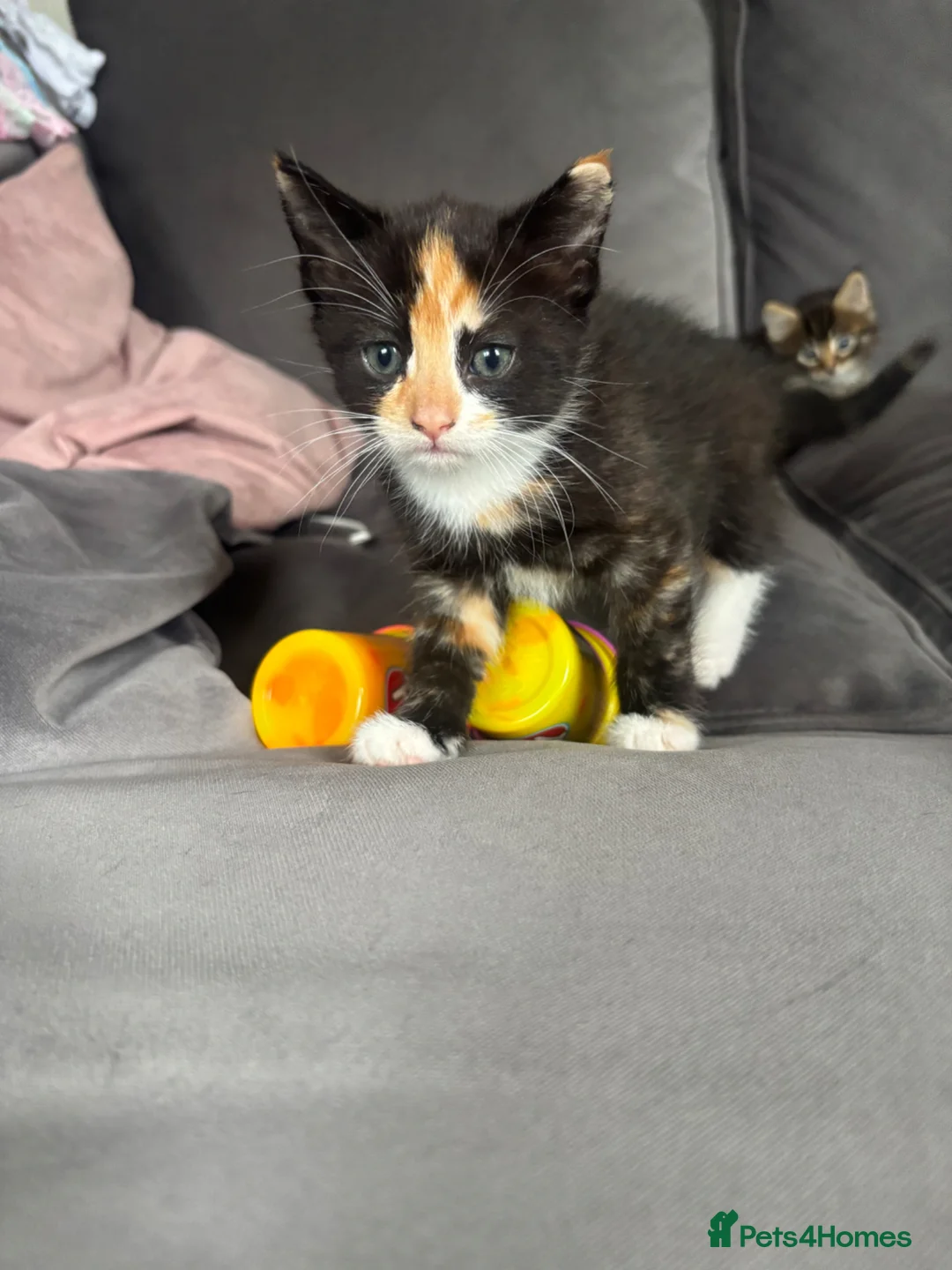Ragdoll cats for sale: Two lovely kittens looking for new homes - Advert 5
