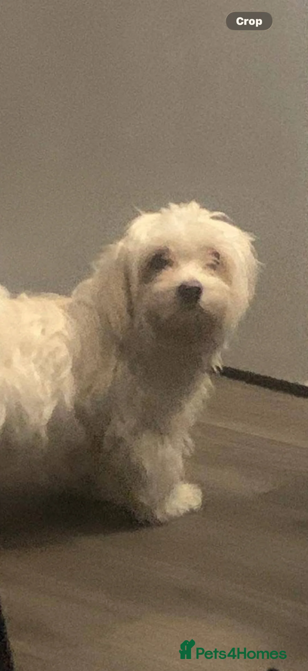 Maltese dogs for sale: Maltese female  - Advert 2