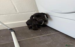 Mixed Breed dogs for sale: 6 beautiful jack russle cross cocker spaniels  - Image 11