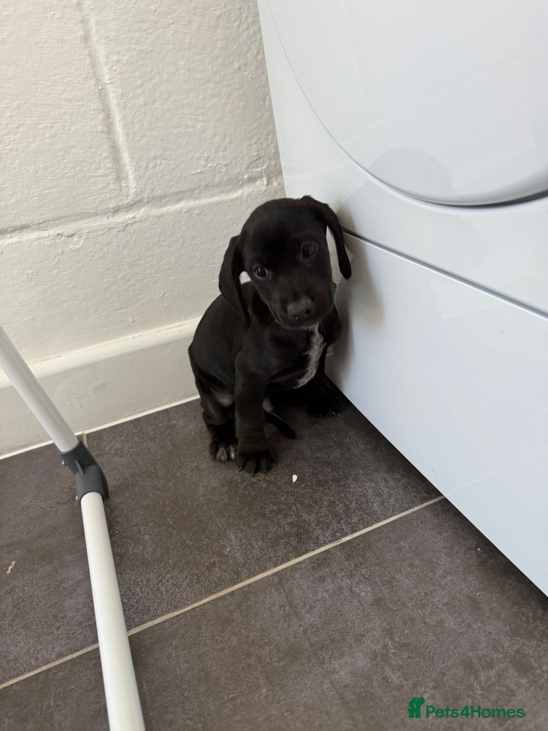 Mixed Breed dogs for sale: 6 beautiful jack russle cross cocker spaniels  - Image 11