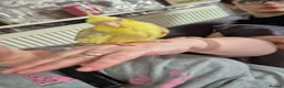 Cockatiels birds for sale: Cockatiel for rehoming - Advert 2