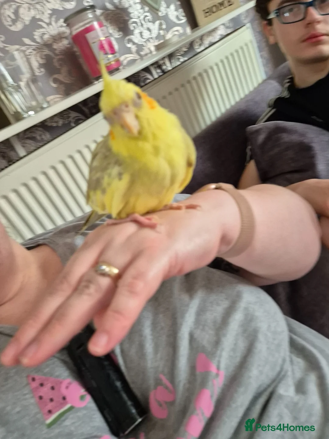 Cockatiels birds for sale: Cockatiel for rehoming - Advert 2