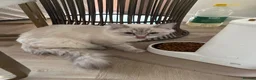Ragdoll cats for sale: Ragdoll in London - Advert 1