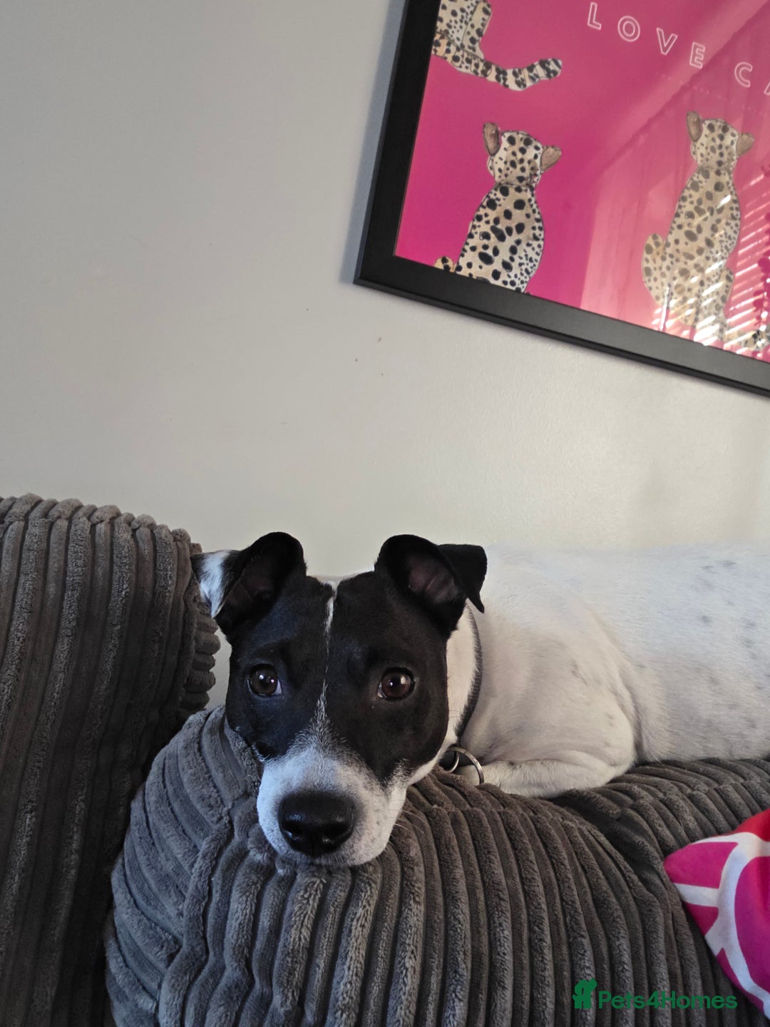 Jack Russell dogs for sale: Poppy - Advert 5