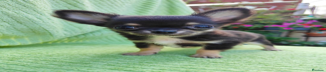 Chihuahua Puppy 3
