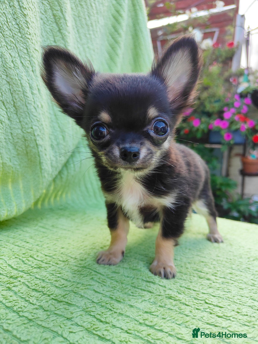Chihuahua dogs for sale: Amazing Quality Long Coat Chihuahua puppies - Image 26