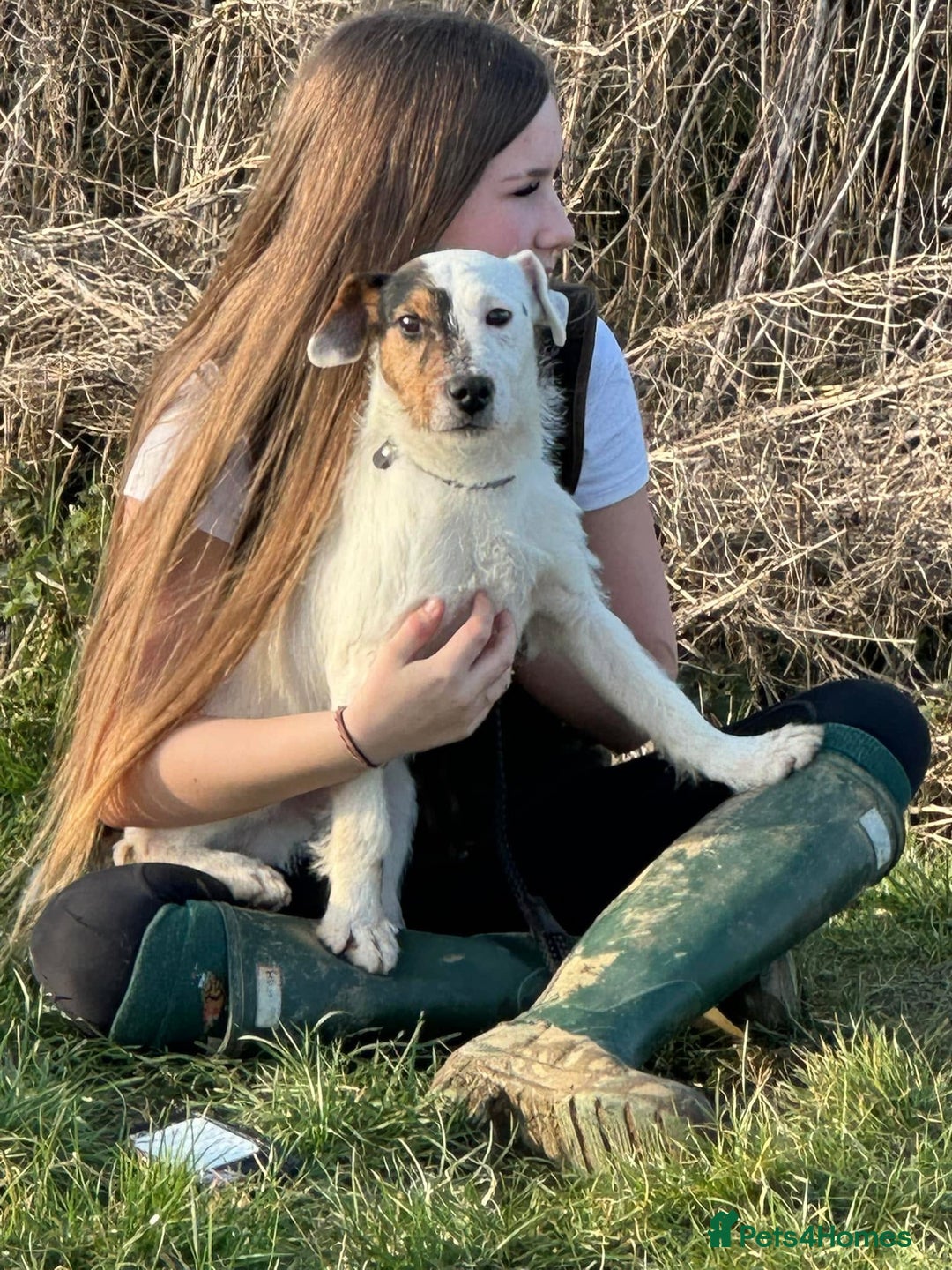 Jack Russell dogs for stud: Jack Russell stud  - Image 2