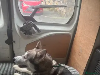 Siberian Husky dogs Beautiful husky - Advert 16