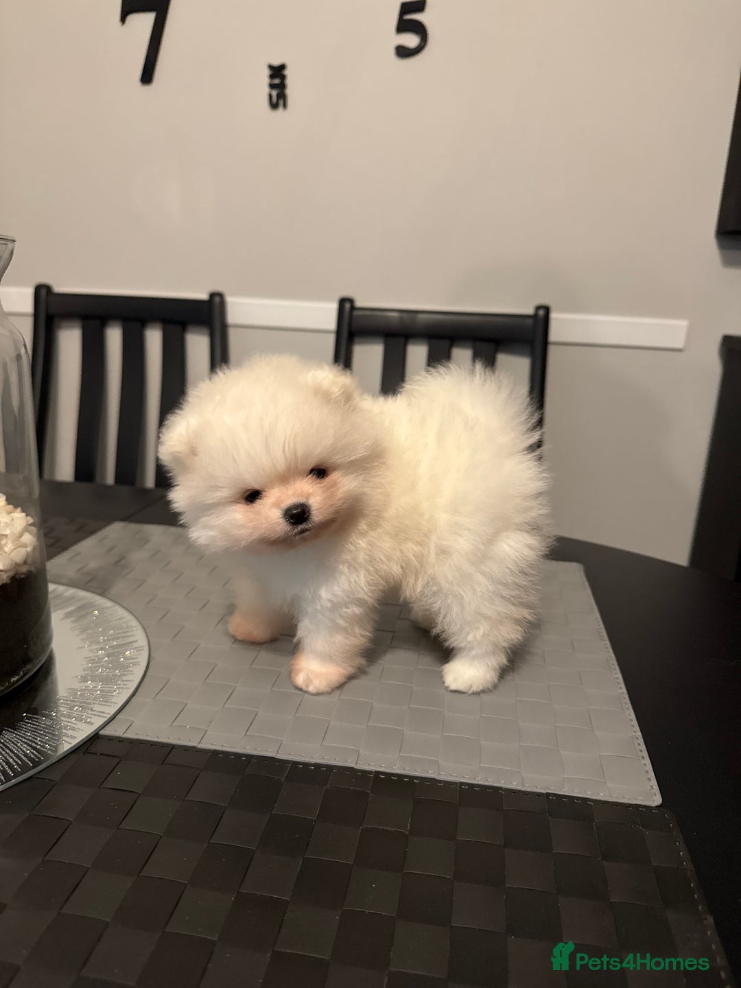 Pomeranian dogs for sale: Tiny white Pomeranian puppy  - Advert 18