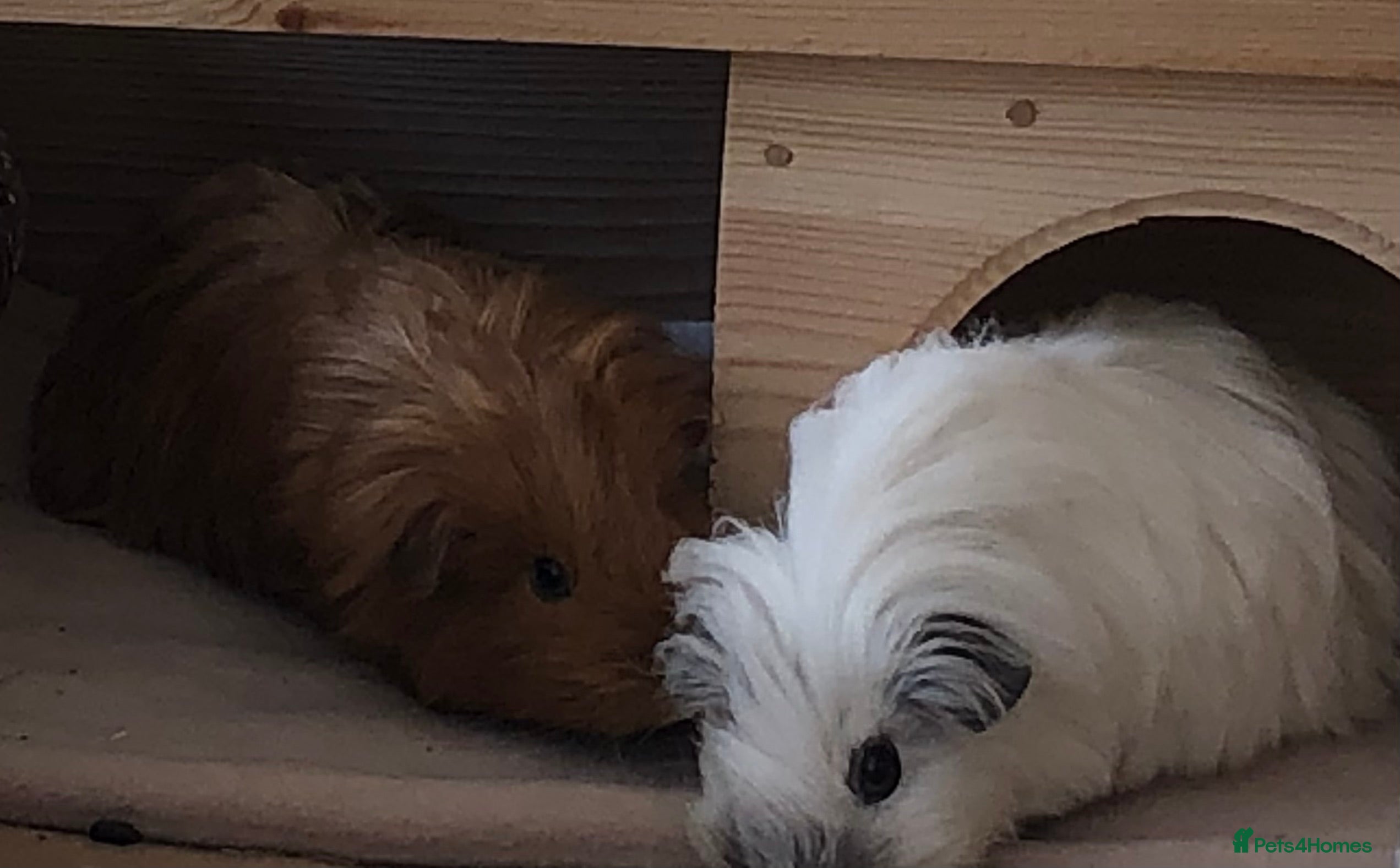 Guinea Pig rodents 2 lovely sows - Advert 6